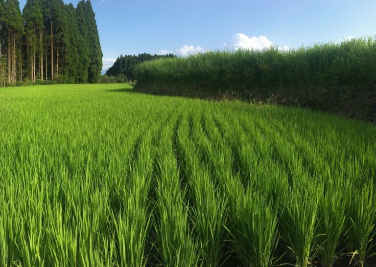 Rice-field